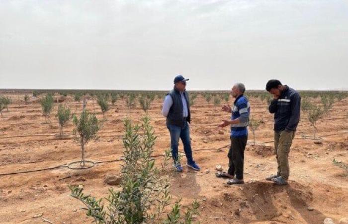 «بحوث الصحراء» يطمئن على سلامة المحاصيل بعد العاصفة الترابية وسط وشمال سيناء