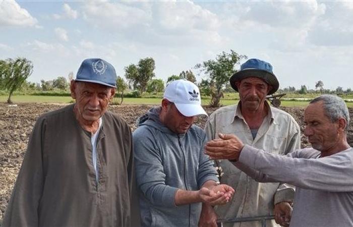 انطلاق موسم زراعة اللب السوبر فى محافظة كفر الشيخ